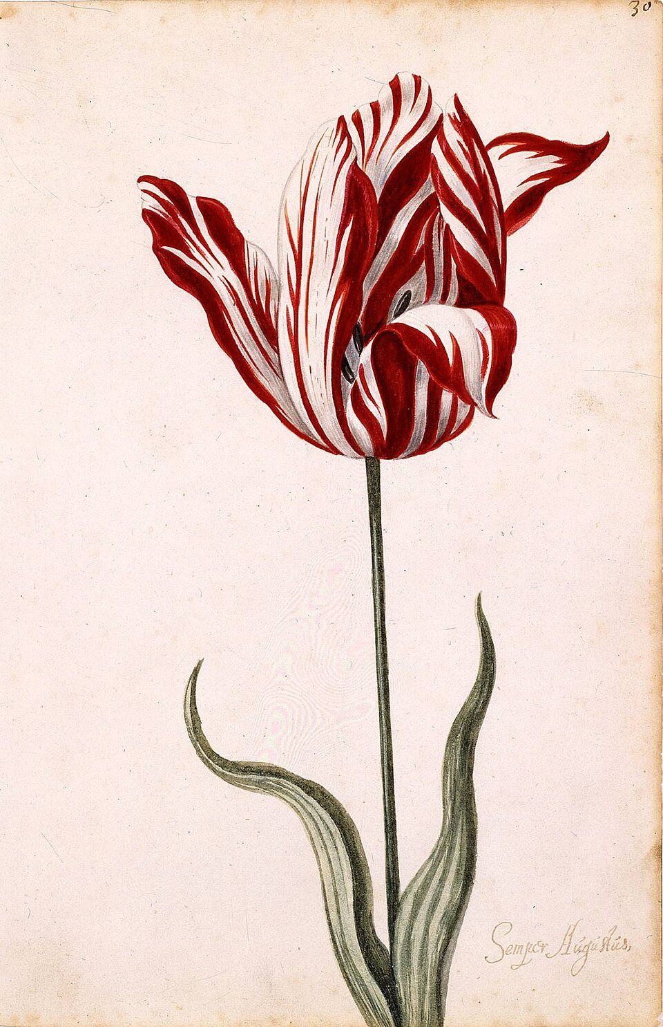 Semper Augustus 1637 tulip catalog