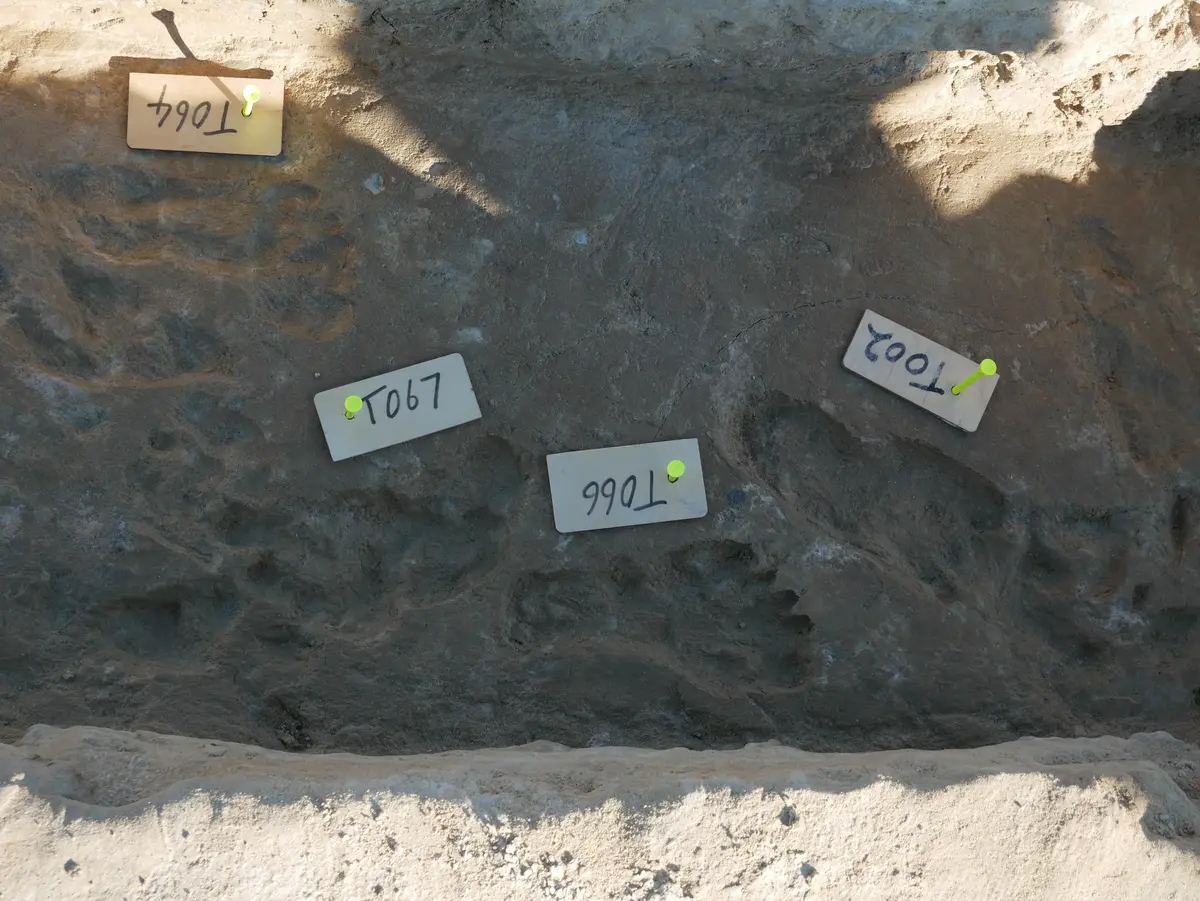 Fossilized prehistoric human footprints