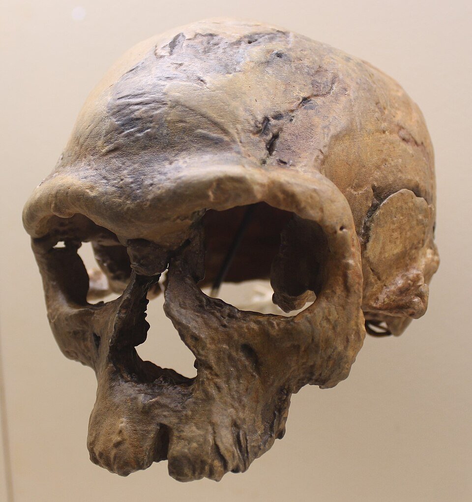 Jebel Irhoud skull cast