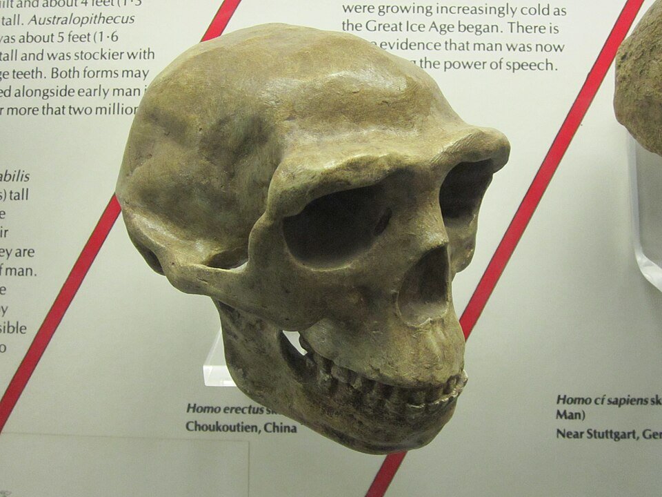 Homo erectus Peking Man fossil skull cast