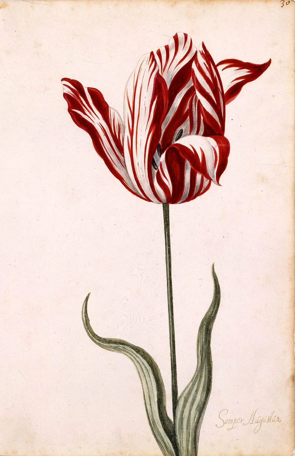 Semper Augustus rare feathered tulip watercolor painting 1637