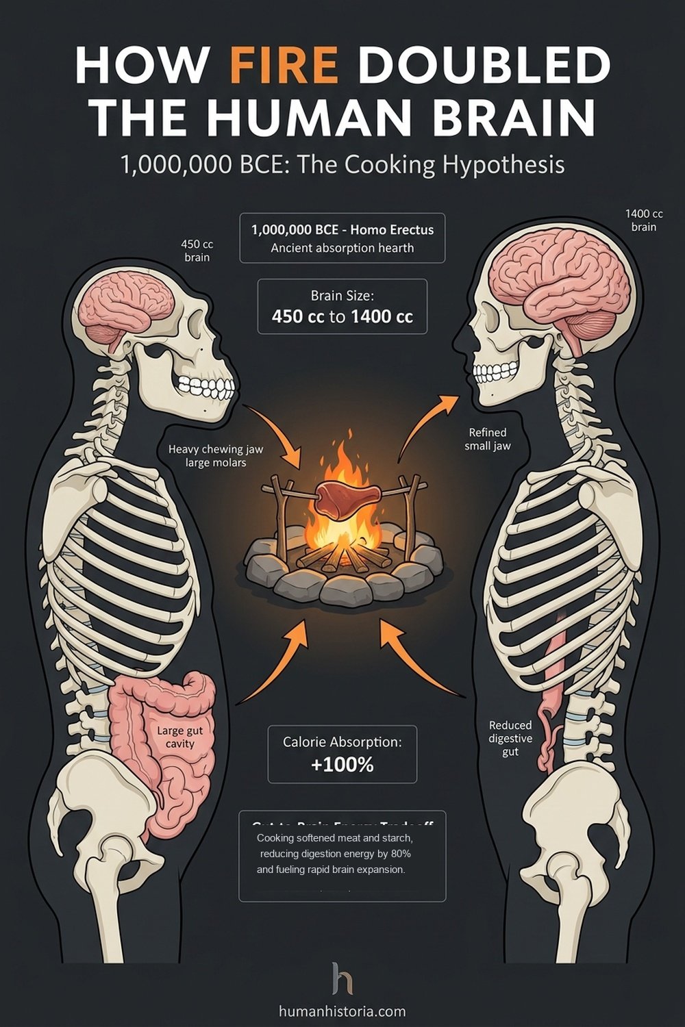 How the Mastery of Fire Doubled the Human Brain (1,000,000 BCE)